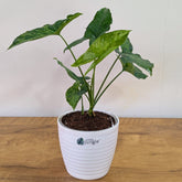 Syngonium Mojito, With 5.5 Inches Decor Pot